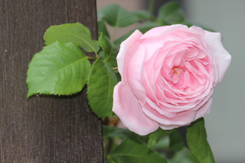 細い枝の先に花を付けたナエマ|四季咲き、強香、半つるバラ、ソフトピンク