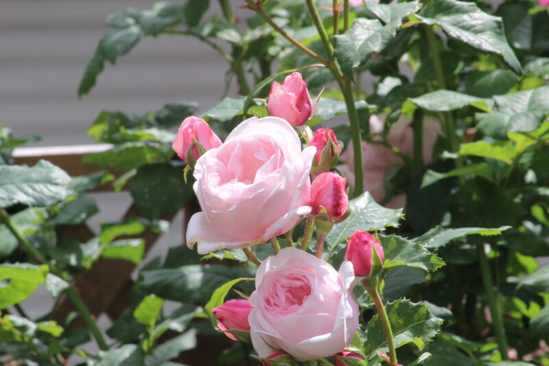 春のナエマの花|強香 四季咲き 半つるバラ