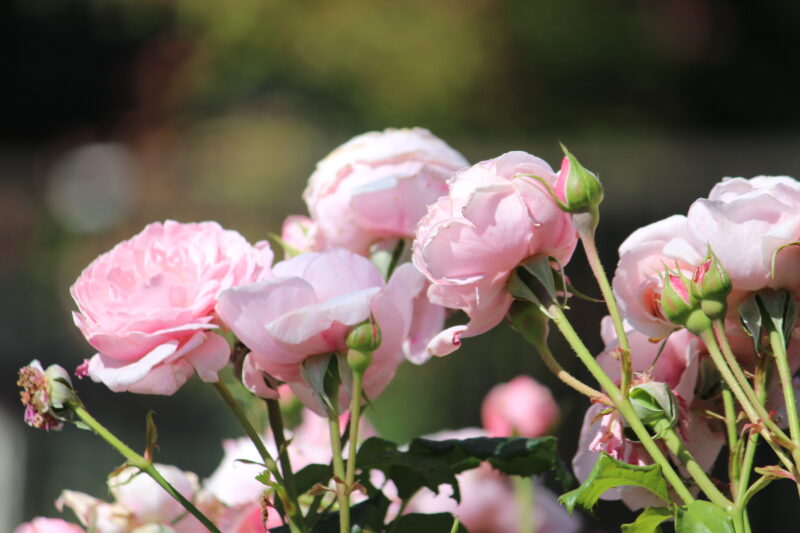 元気な頃のナエマ|強香 四季咲き 半つるバラ