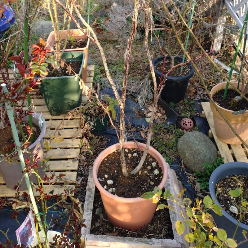 半地植えにしたナエマ|強香 四季咲き 半つるバラ