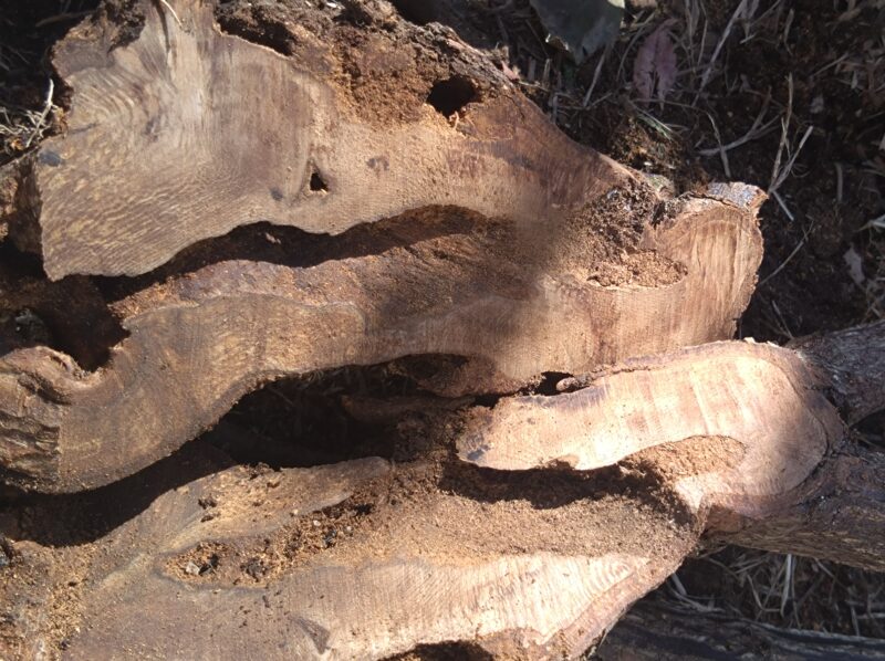 輪切りにした断面。中は食い荒らされてスカスカ|ナエマ 半つるバラ 強香 四季咲き