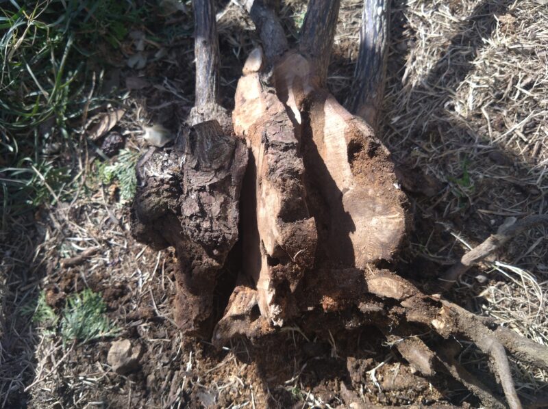 枯れたナエマの株元をのこぎりで輪切りにした|強香 半つるバラ 四季咲き