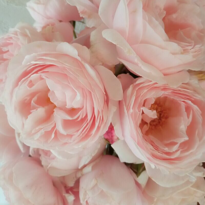 切り花にして飾ったナエマの花100%|強香、ソフトピンク、つるバラ、四季咲き