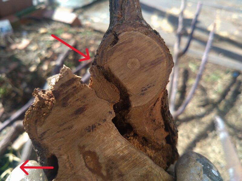 枯れたナエマの株元の断面写真(赤矢印は虫の入口と出口)|ナエマ 半つるバラ 四季咲き 強香