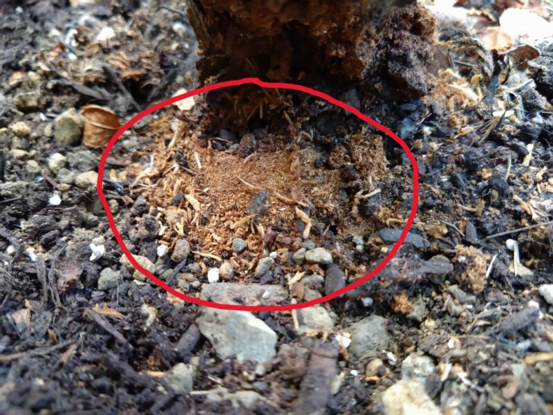 株元に溜まった木くず|ナエマ 強香 半つるバラ 四季咲き