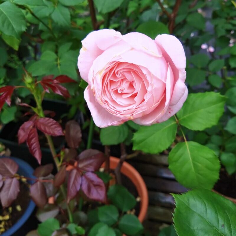 半地植え中のナエマ(8号鉢)|強香 半つるバラ 四季咲き