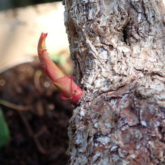 翌年３月ベーサルシュート｜ガブリエル　強香バラ　四季咲き　白と紫のグラデーション