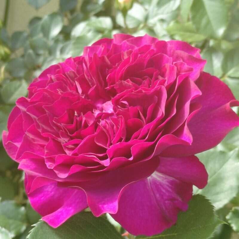 ベルベティトワイライト春の花 赤紫色 強香バラ 四季咲き