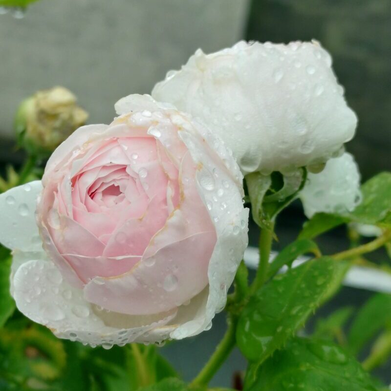 雨の日のクリスティアーナの花　白バラ　強健　ADR　強香　つるバラ