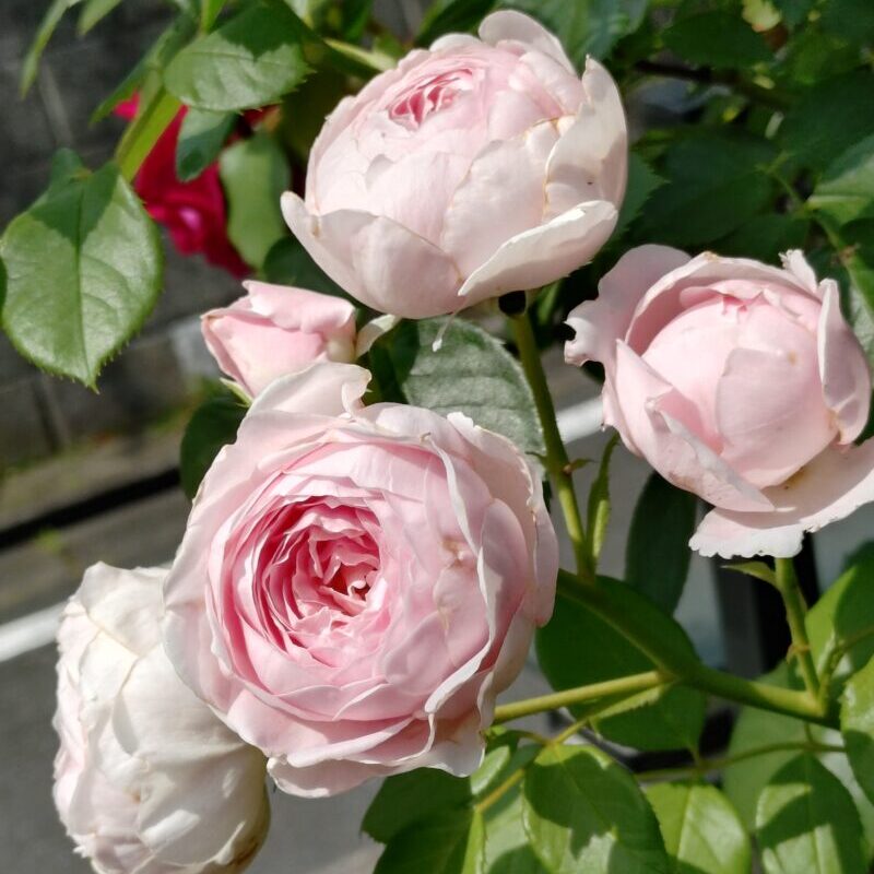 クリスティアーナ春の花　白バラ　強香　ADR強健　つるバラ
