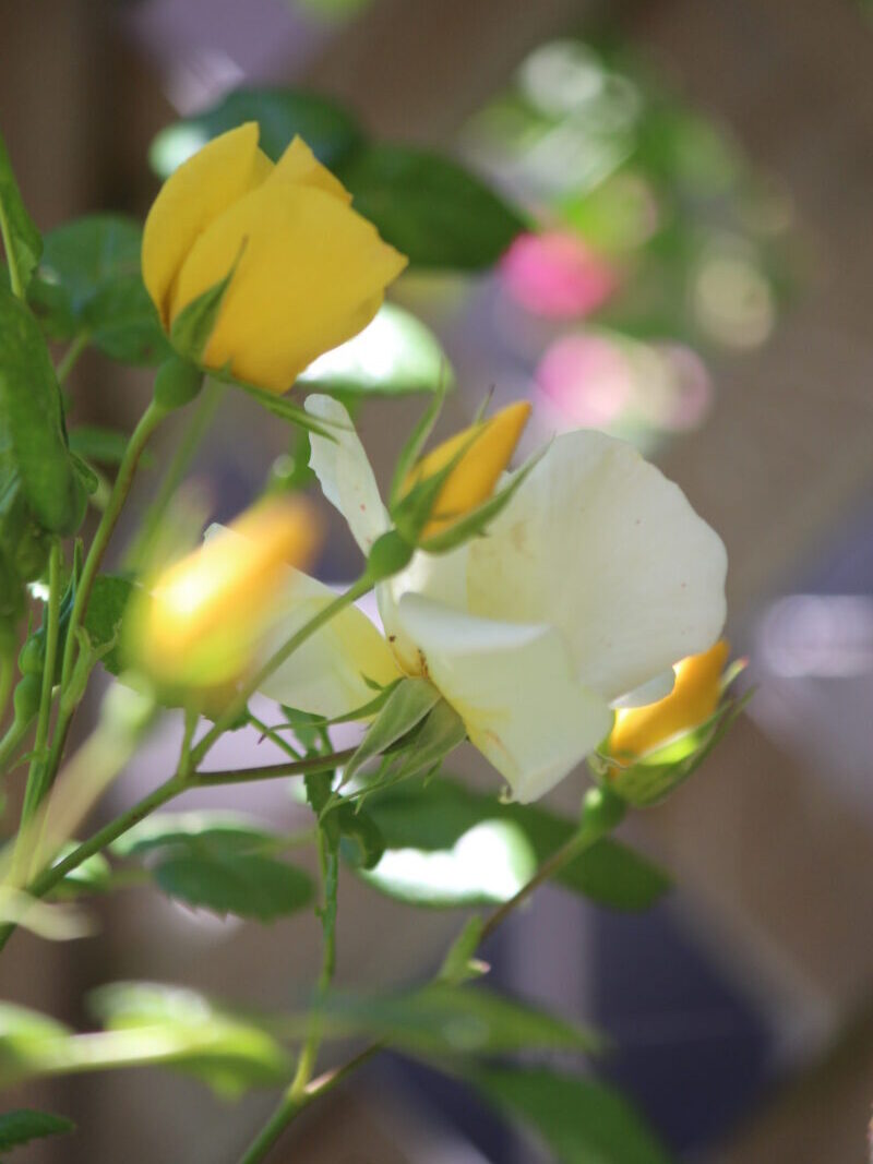 リモンチェッロ夏の花　黄色と白バラ　四季咲き　病気に強い　半つる性