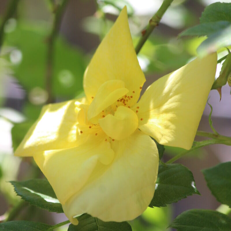 リモンチェッロの花形　黄色と白色バラ　四季咲き　半つる性　微香