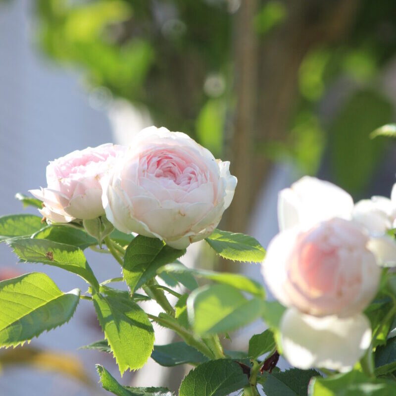 クリスティアーナの花 白バラ つる性 強香 強健