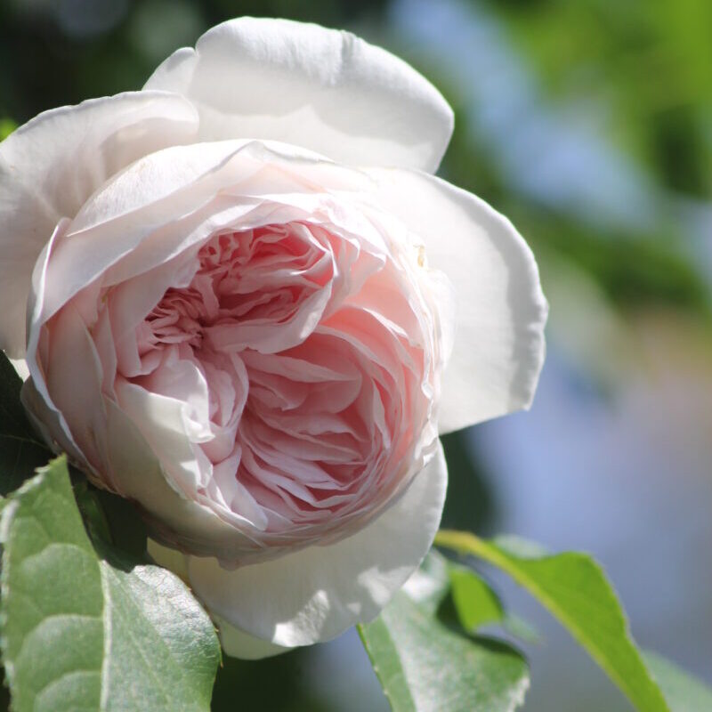中心部の淡いピンク色が魅力の花です。　クリスティアーナ　強香　つる性　白バラ　病気に強い