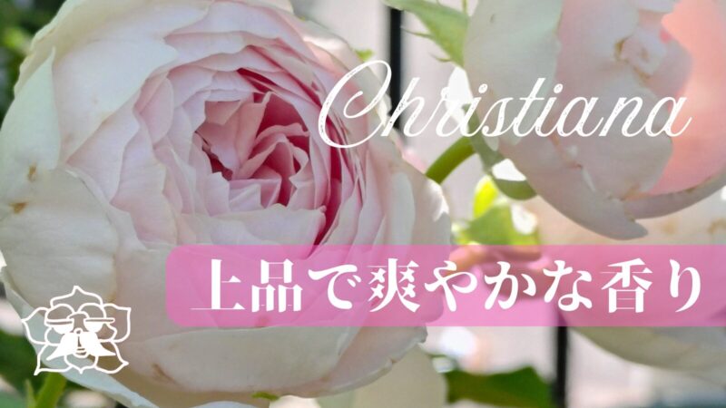 育てて実感レビュー　クリスティアーナ　レビュー　白バラ　強香　ADR　強健　つるバラ