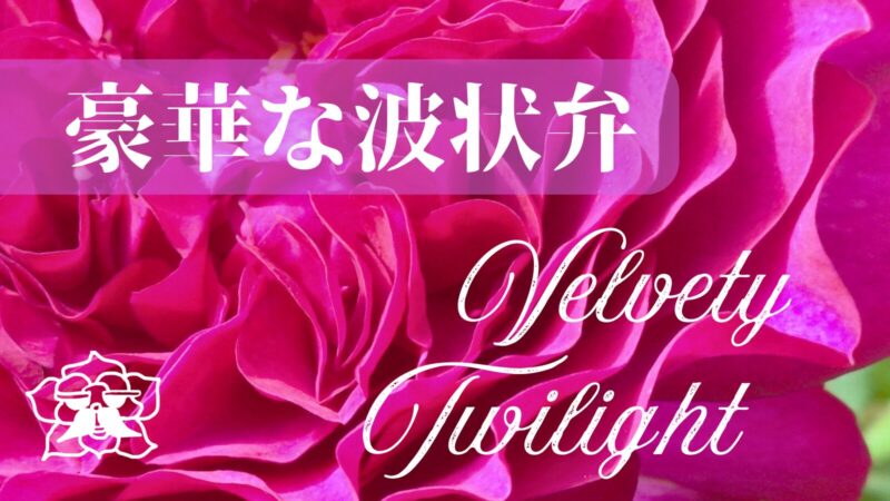 ベルベティトワイライトのアイキャッチ画像
