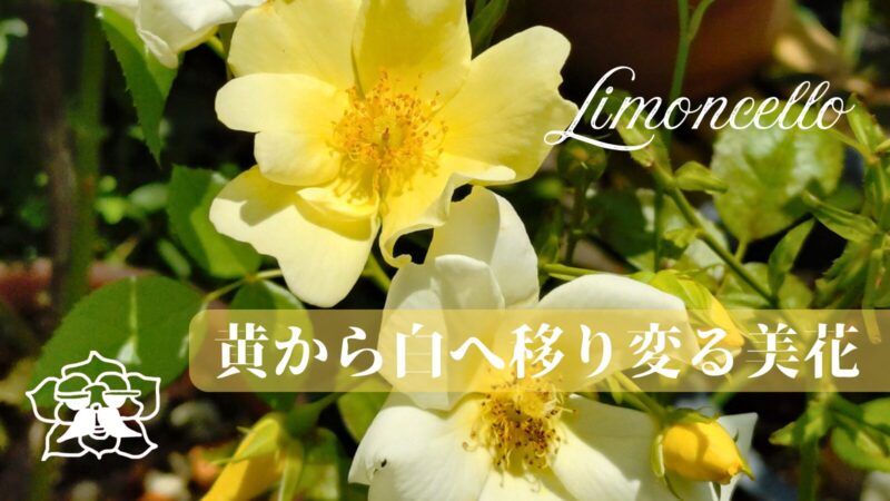 リモンチェッロのアイキャッチ画像