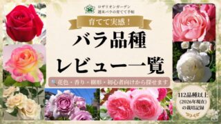 バラ品種レビュー一覧　育てて実感