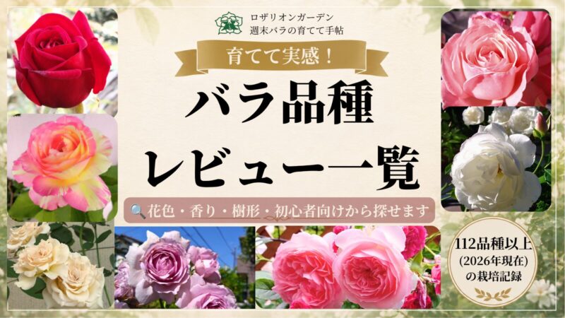 バラ品種レビュー一覧　育てて実感